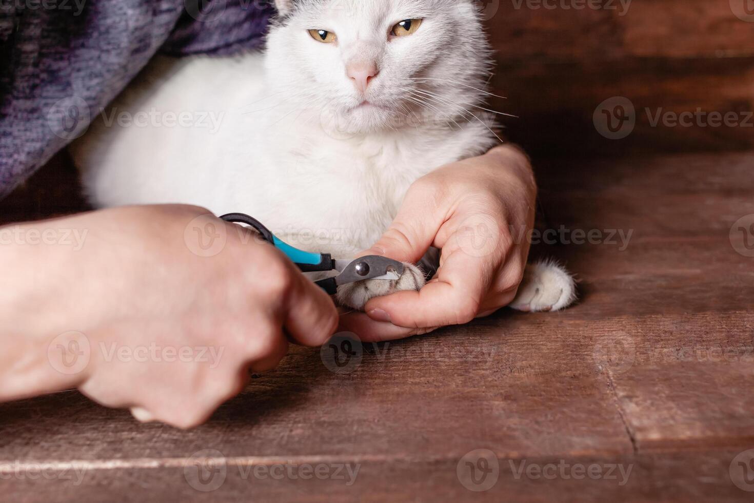 en man nedskärningar en svart och vit kattens klor med en särskild klippare. foto