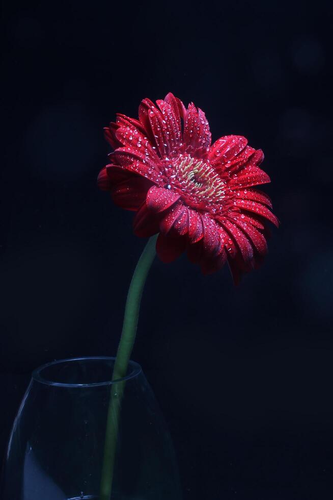 skön röd gerbera blomma, transvaal daisy foto