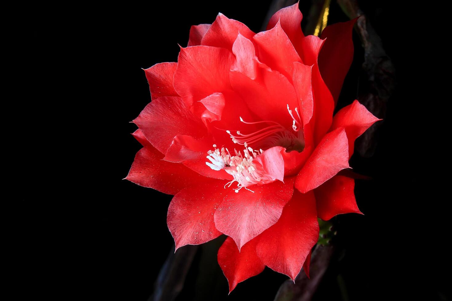 röd blomma av fiskben kaktus, disocactus anguliger ,epiphyllum anguliger, vanligen känd som de fiskben kaktus eller zig zag foto