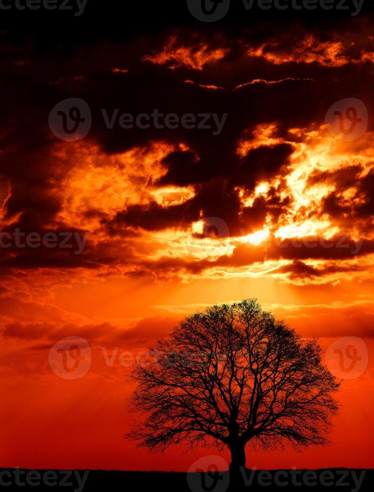 jätte ek träd på solnedgång foto