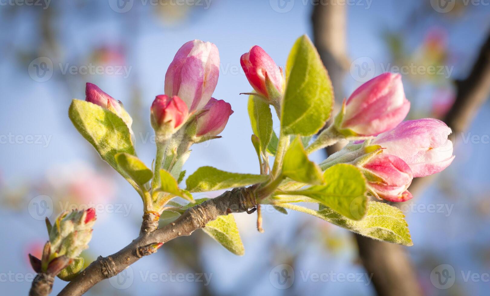 knoppar av de blommor foto