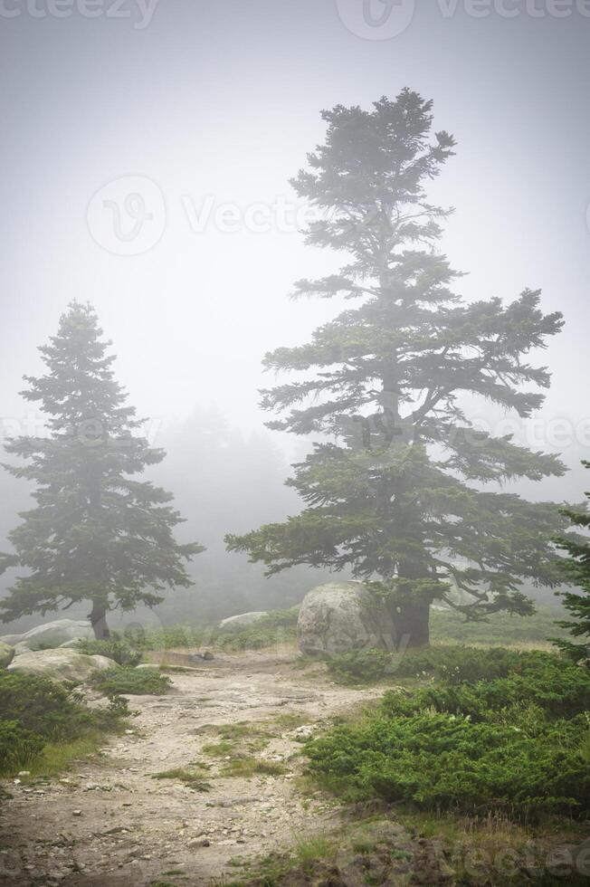 tall skog på uludag foto