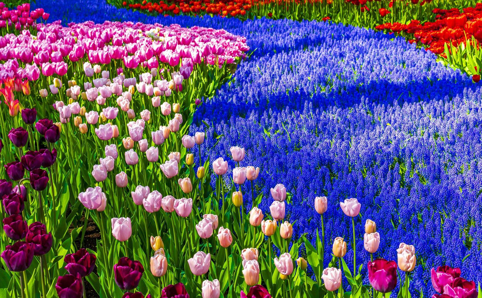 många färgglada tulpaner påskliljor i keukenhof park lisse holland nederländerna. foto