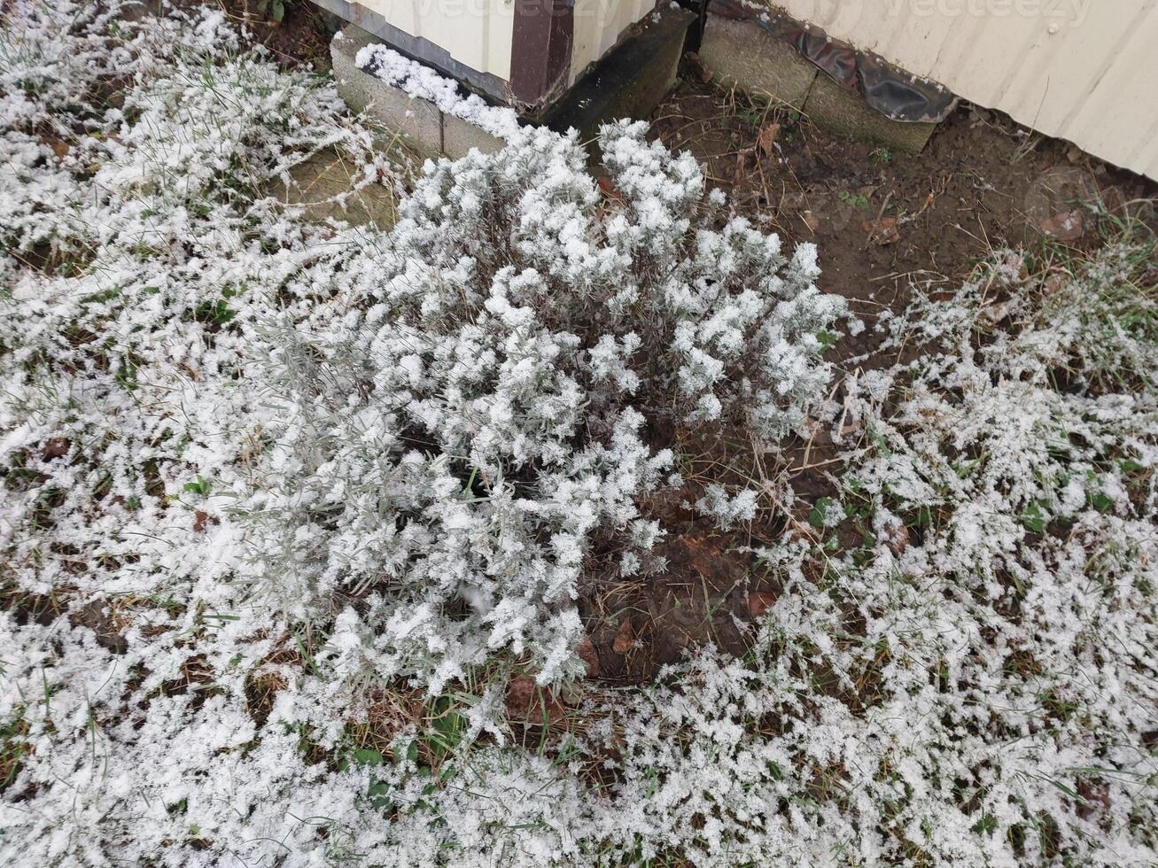 snö föll på buskar och träd i de by foto