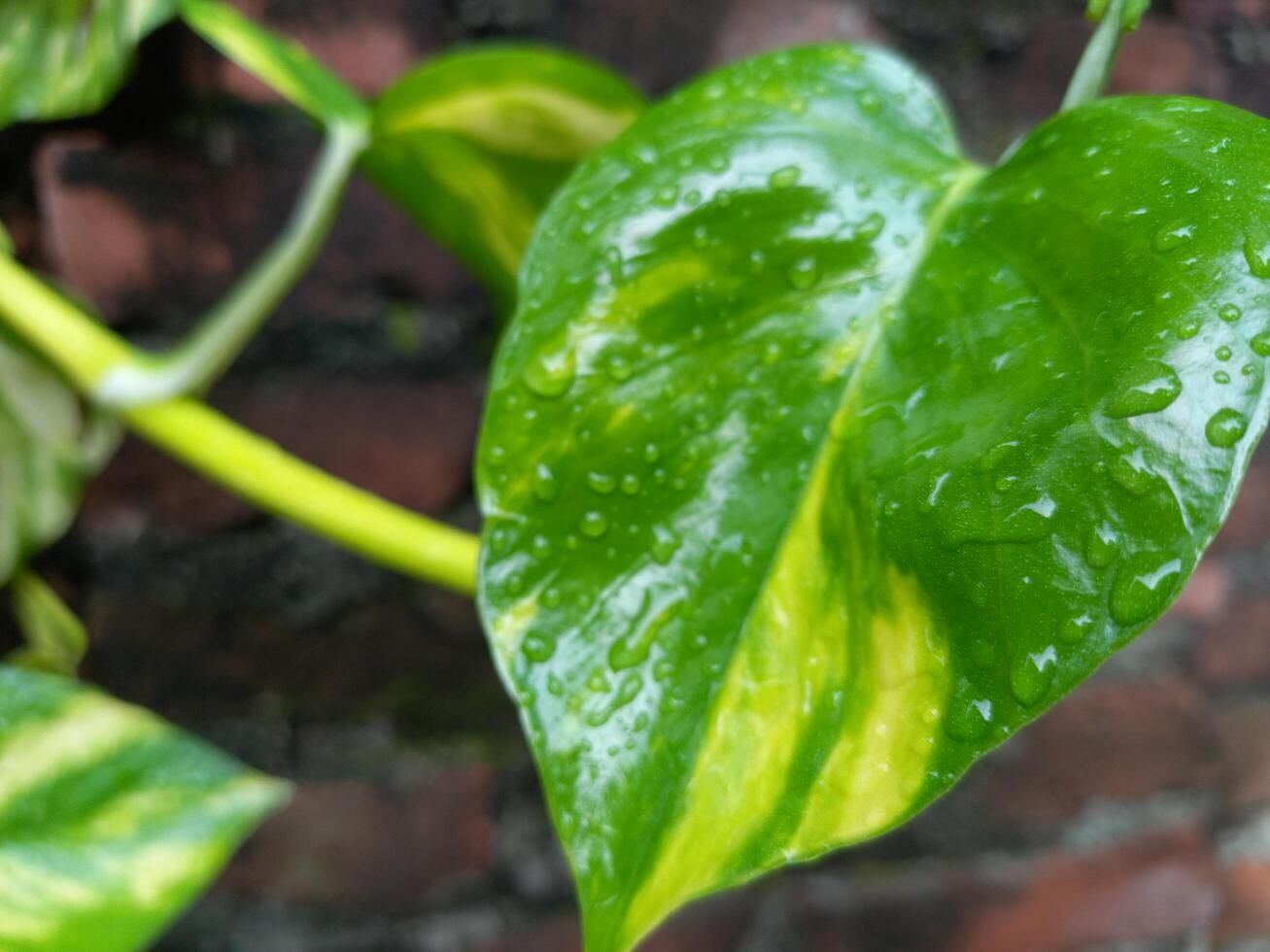 textur av betel löv våt från regn foto