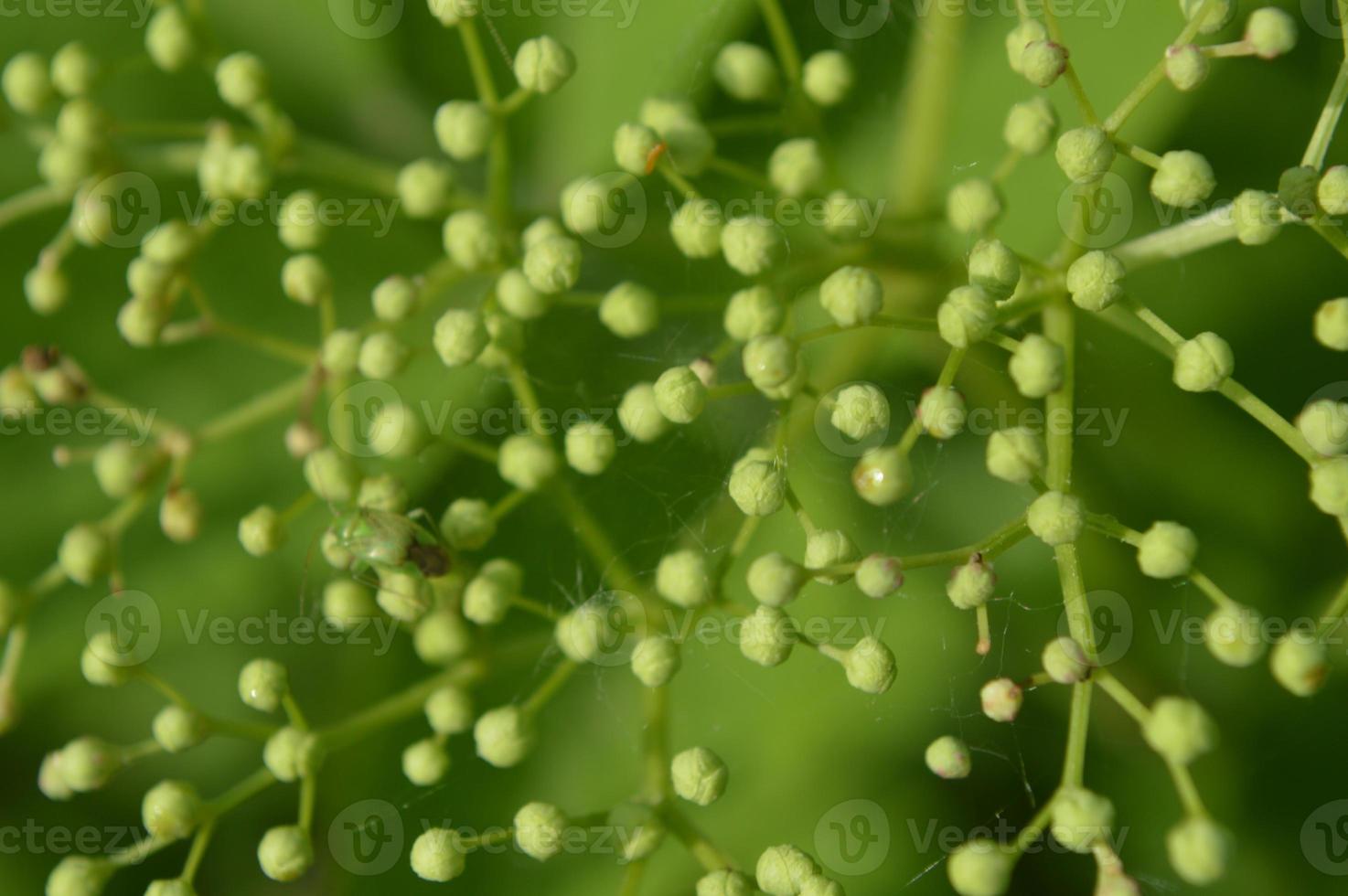 skog blommor närbild av olika färger bakgrunder foto