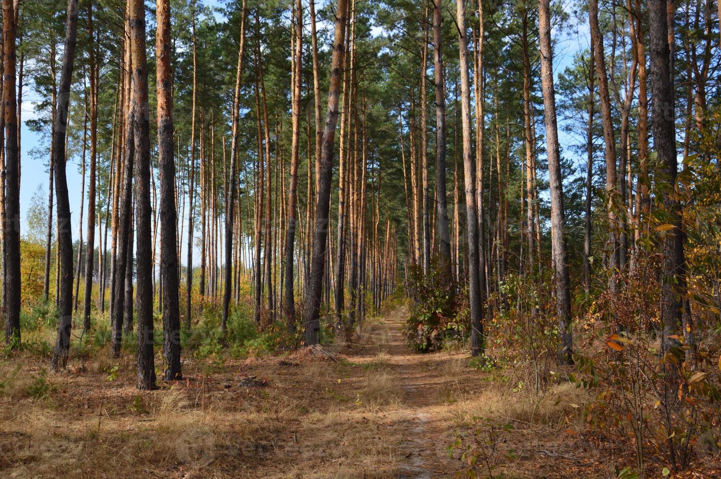 åker skördade majs kvarvarande toppar foto