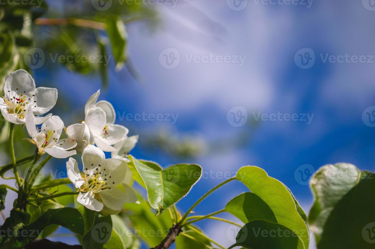 äppleblommor på nära håll med vita kronblad och gröna blad på en gren foto