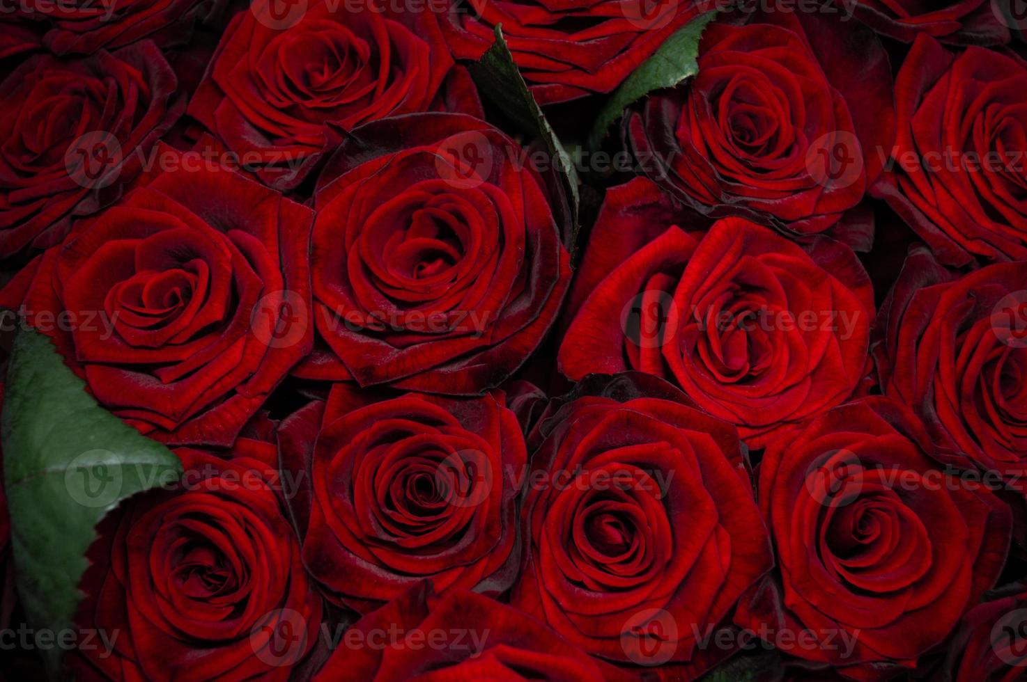 röda rosor bakgrund närbild konsistens av blommor foto