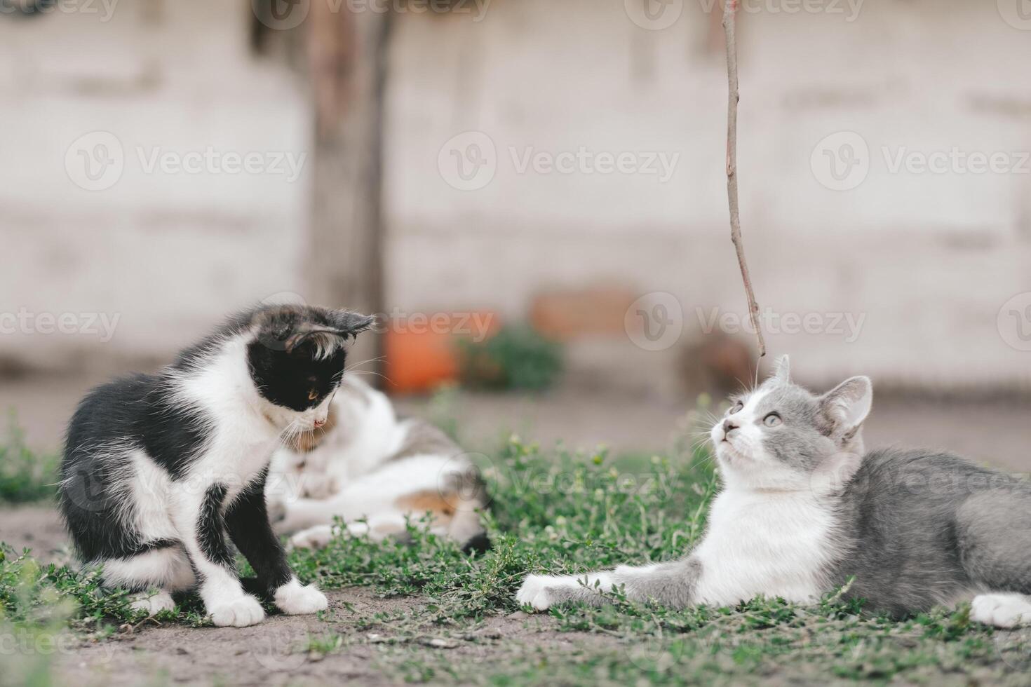 bäst vänner begrepp. tre kattungar lögn på de gräs och koppla av i de bakgård i de by. evigt vänner katter. foto
