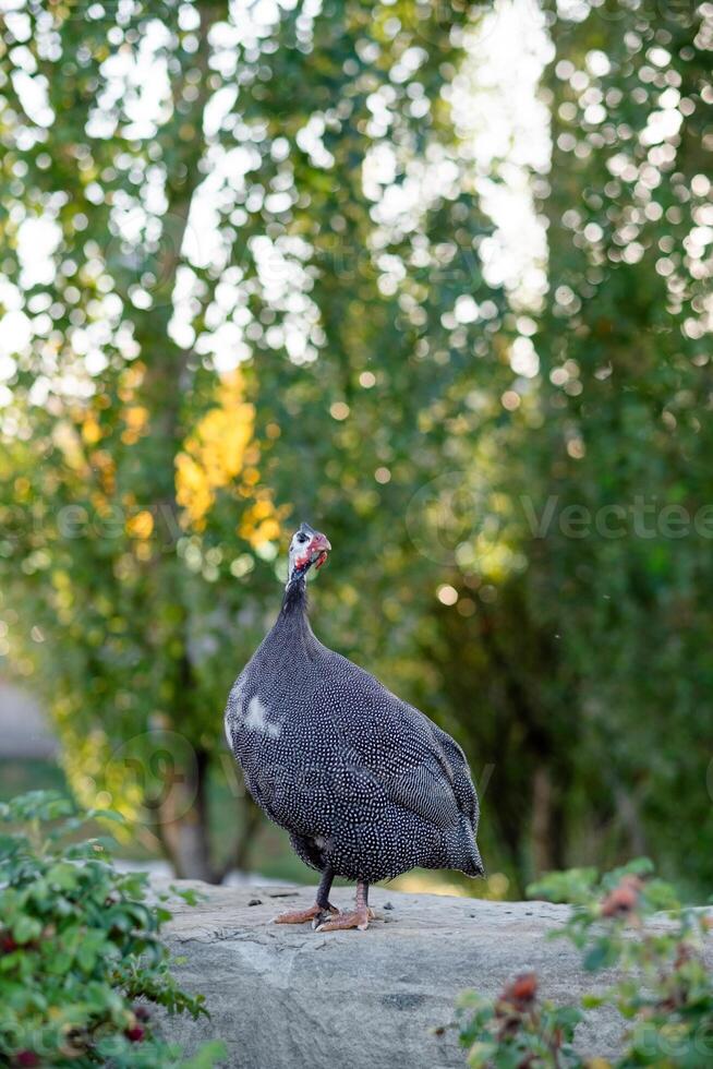 guinea fjäderfä promenader i de parkera i sommar, närbild. vild fågel på en promenad foto