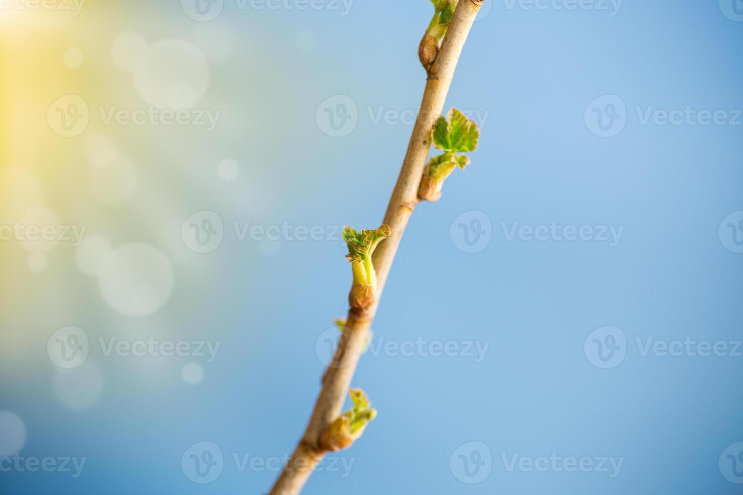 gren med ung vinbär löv på blå bakgrund foto