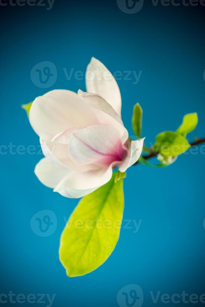 ett rosa blomma på en gren av blomning magnolia stänga upp foto