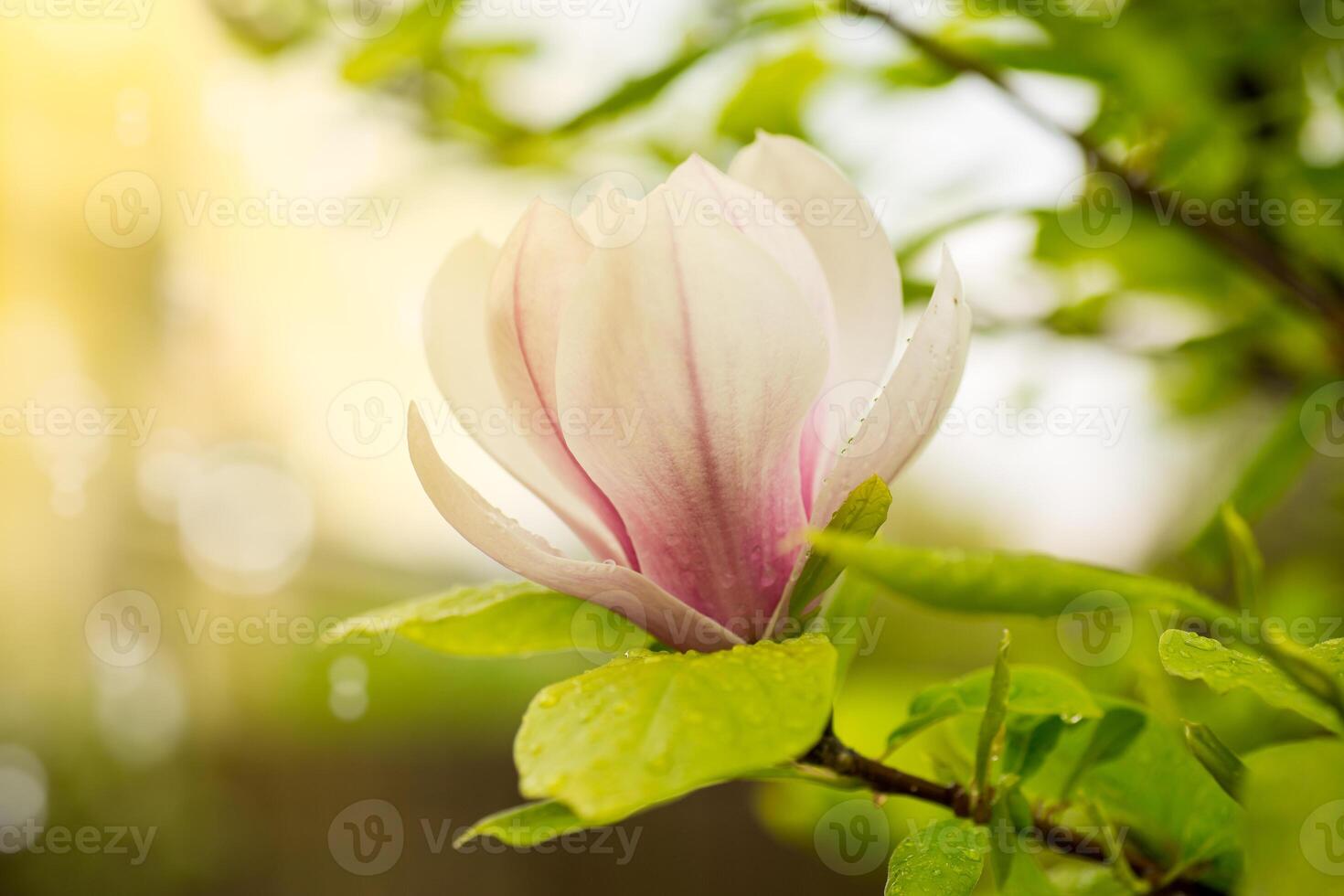 ett rosa blomma på en gren av blomning magnolia närbild foto