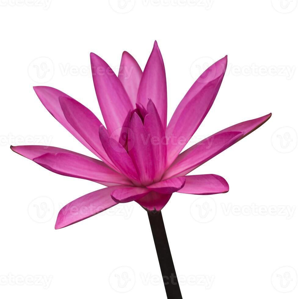rosa lotus blomma på vit bakgrund. foto