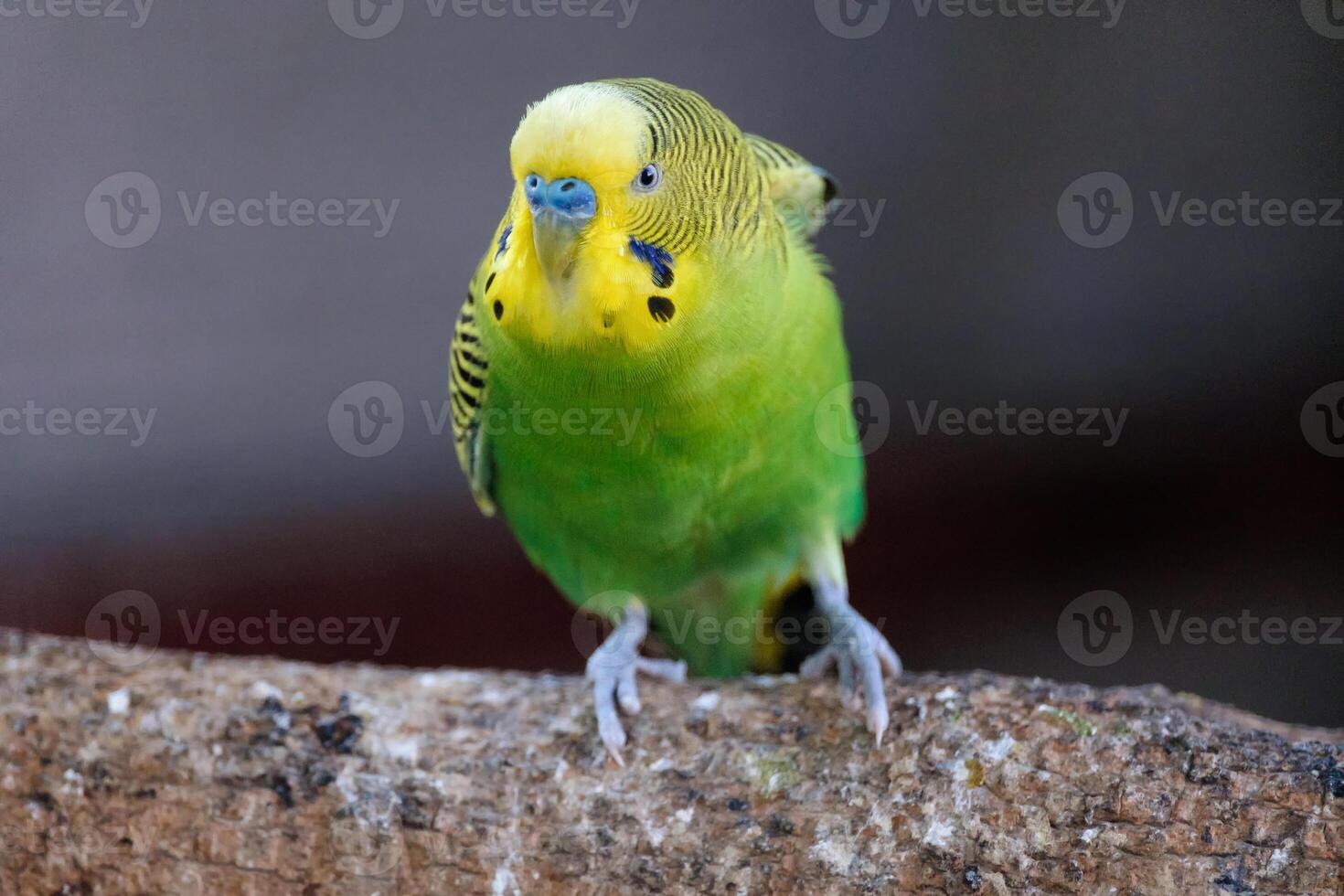 små papegoja gul huvud grön kropp arg verkan stå på trä foto