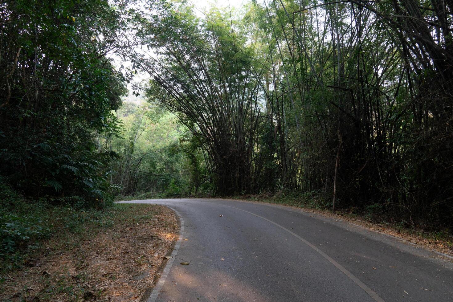 böjd utför väg av asfalt väg. både sidor av de väg är fylld med lång träd och bambu skogar. på chae son nationell parkera thailand. foto