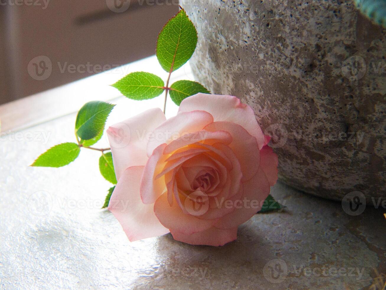 en enda rosa reste sig Sammanträde på en tabell Nästa till en vas foto