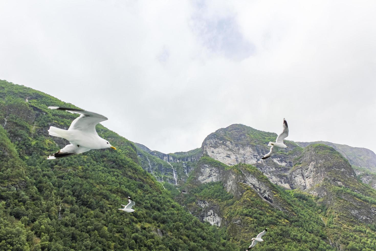 måsar flyger genom det vackra fjällfjordlandskapet i norge. foto