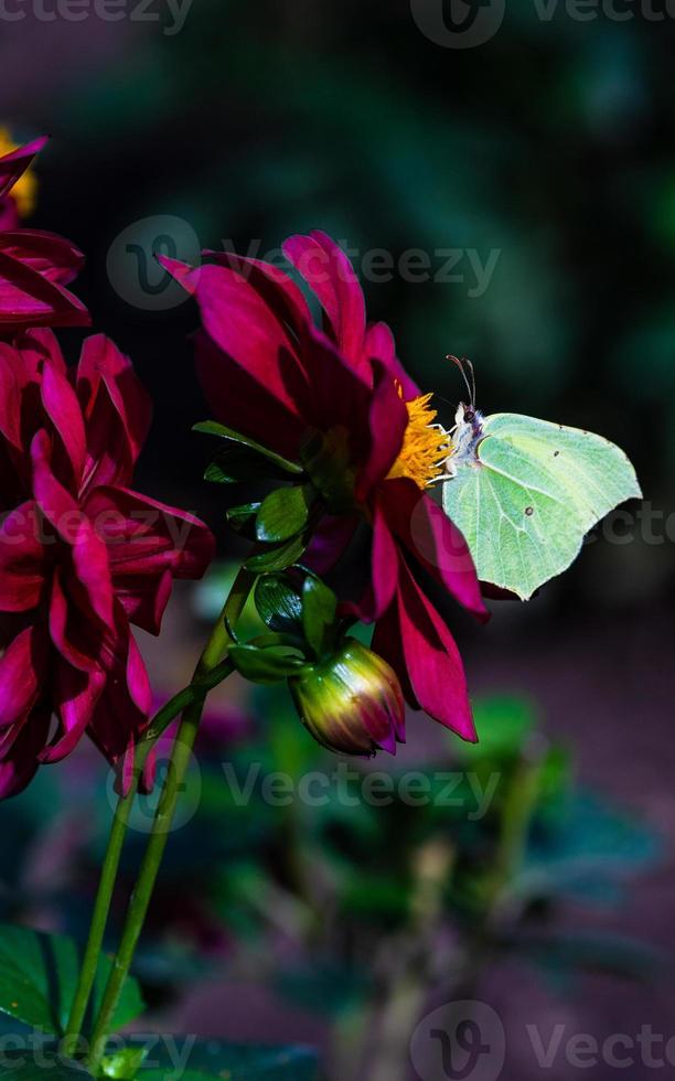 vacker fjäril på blomman i en trädgård foto