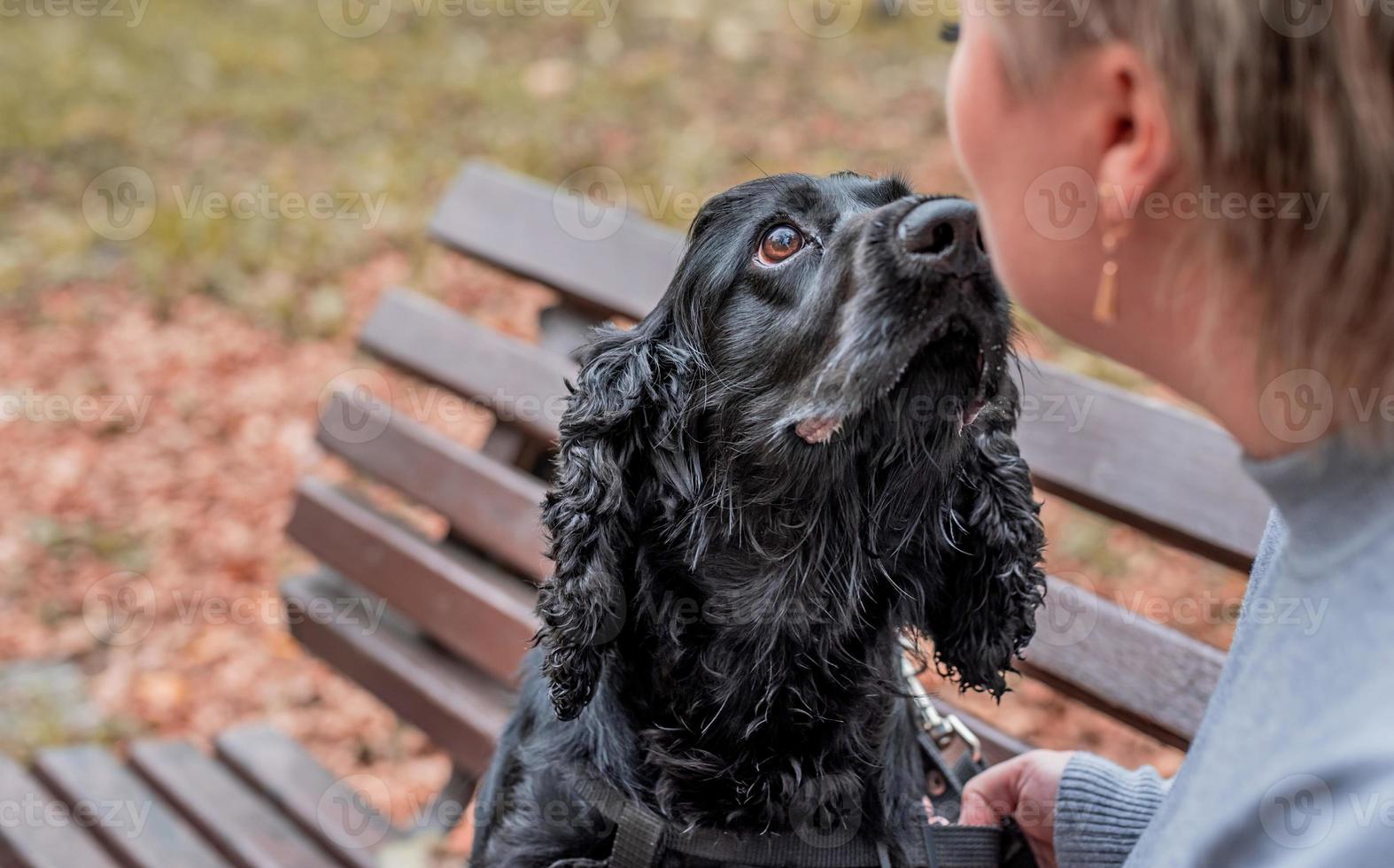 svart cocker spaniel hund sitter på bänken med ägaren i parken foto