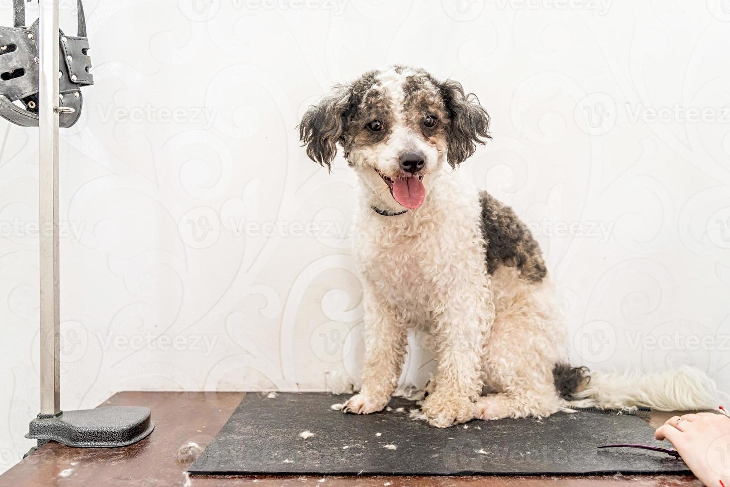 söt vit och svart bichon frise hund som prepareras av professionell groomer foto