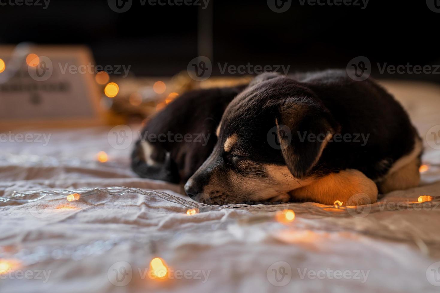 söt valp som sover i sängen med med lampor och presentaskar foto