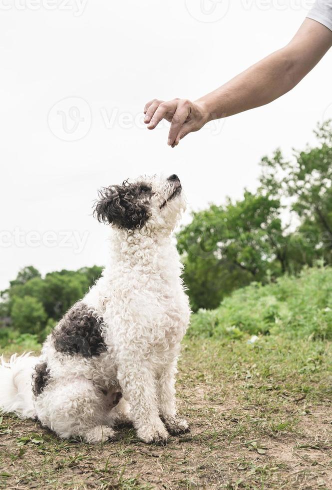 söt bichon frise hund sitter på grönt gräs träning med ägaren foto