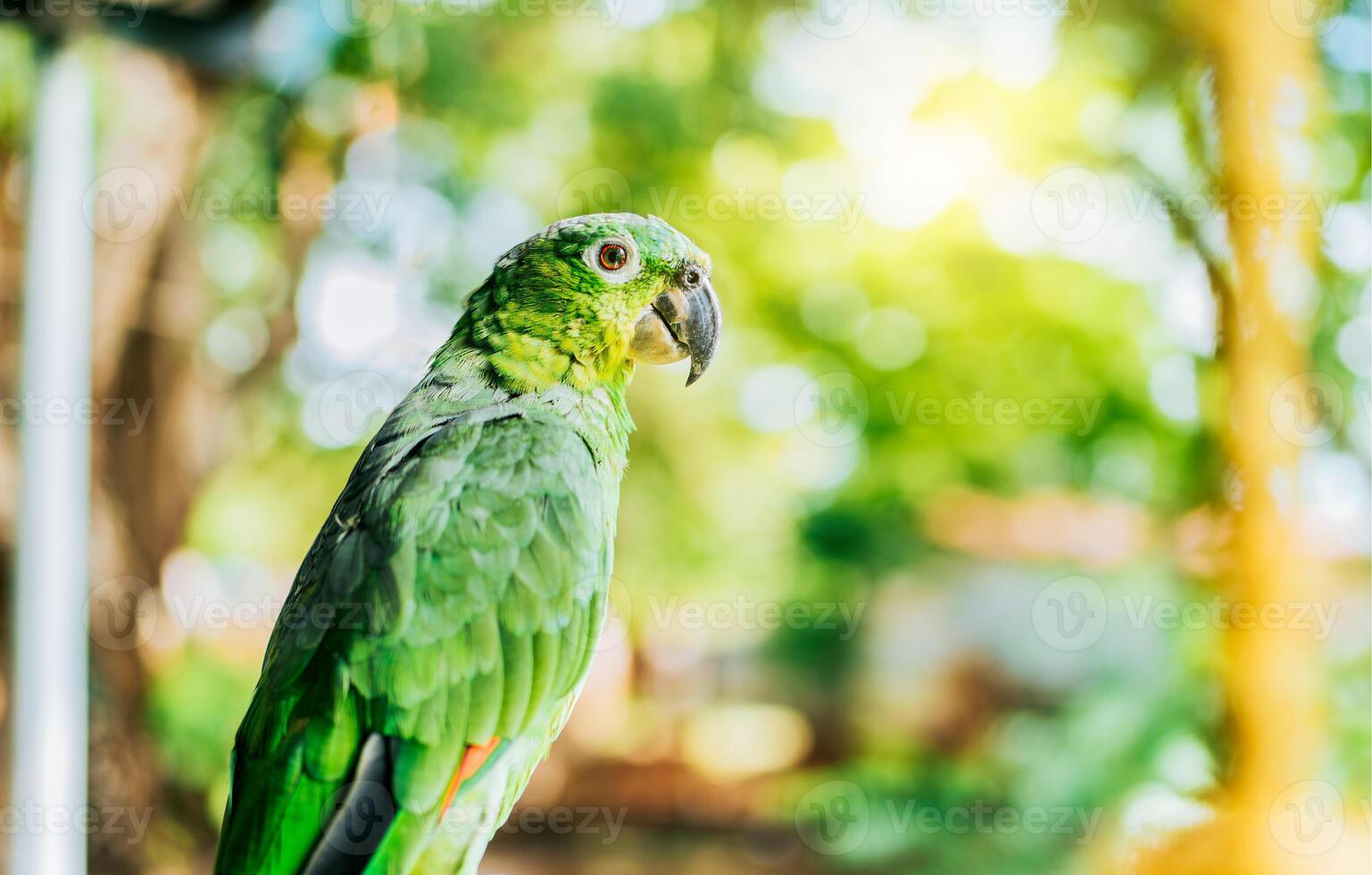 porträtt av skön och färgrik gulnackad papegoja utomhus. skön gulnackad grön papegoja foto