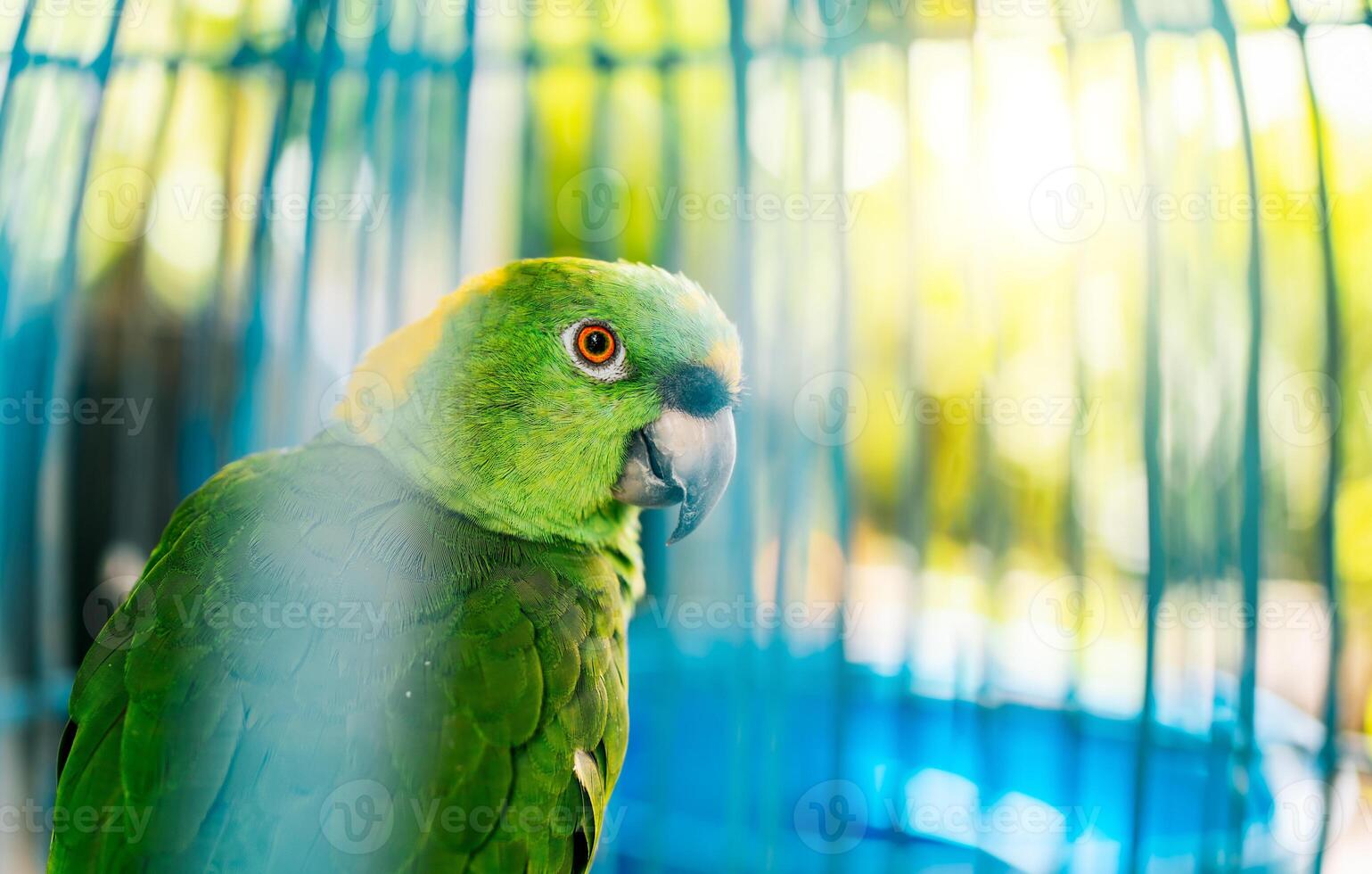 stänga upp av en skön grön papegoja ser på kamera. porträtt av skön gulnackad parro foto