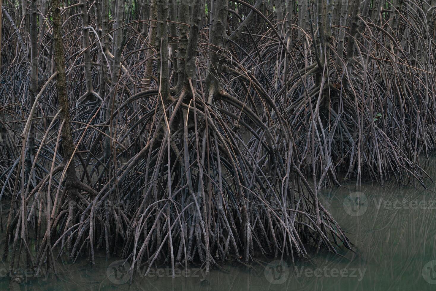 många rötter av mangrove träd foto
