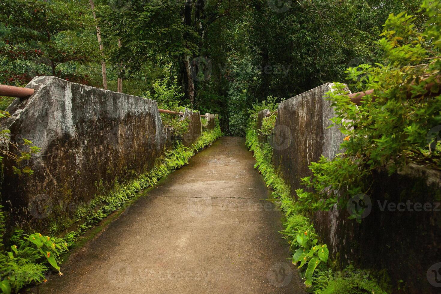 de väg är en bro i de skog med ormbunkar växande foto