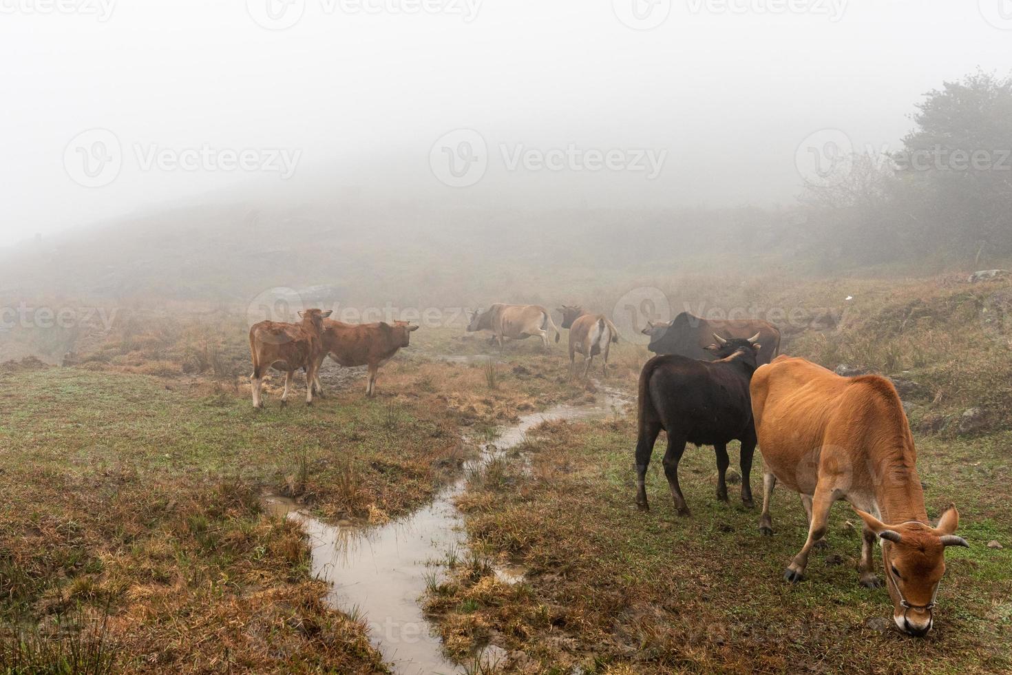 tidigt på morgonen, boskap på det vissna och gula gräsmarken i dimman foto