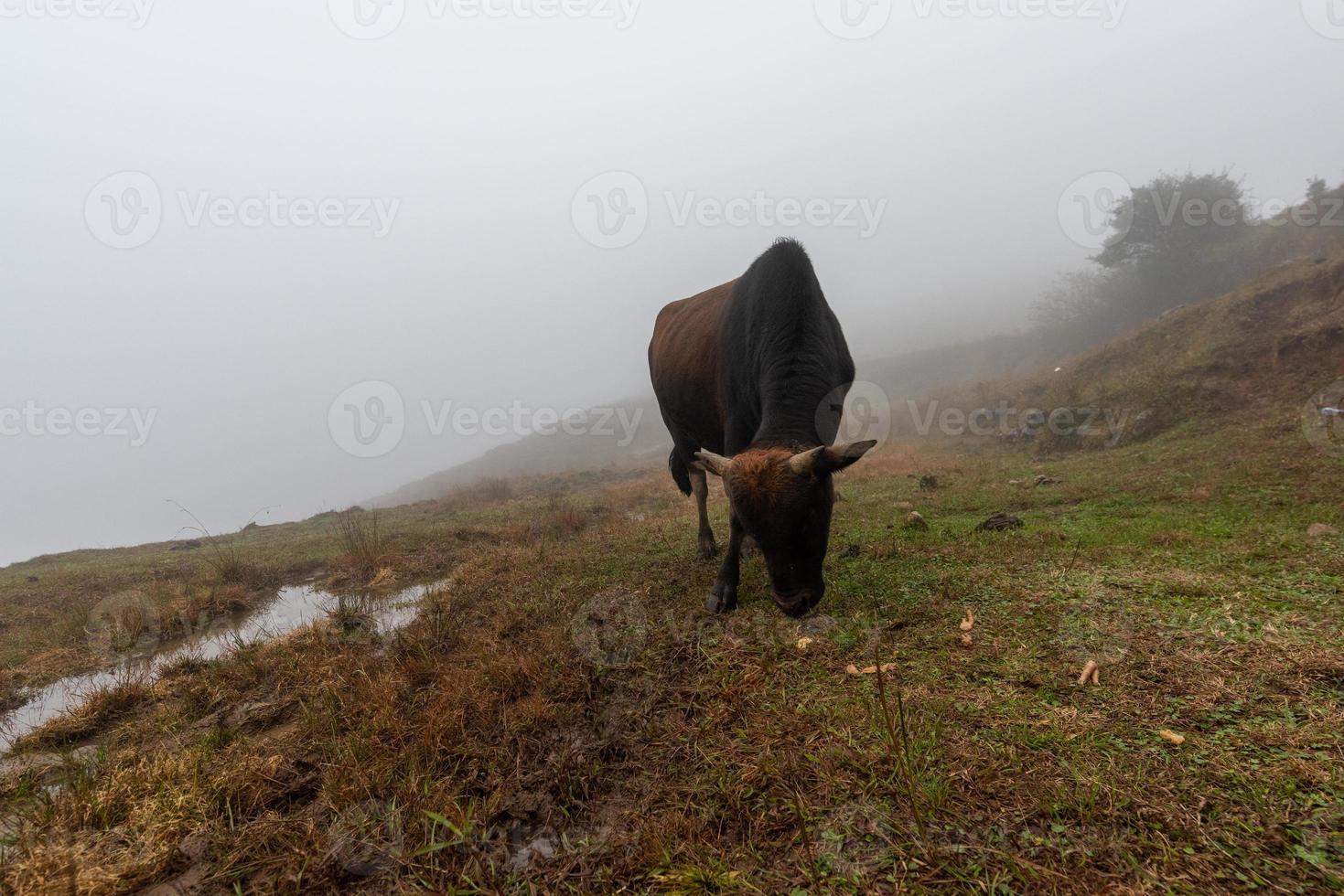 tidigt på morgonen, boskap på det vissna och gula gräsmarken i dimman foto