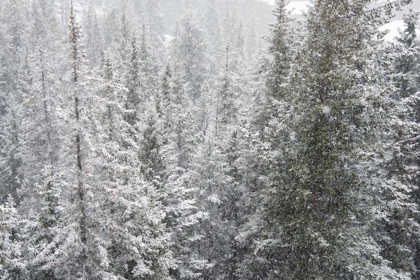 vacker vintervy över en skog från ovan. snöar över tallarna. julscen. Kanada foto