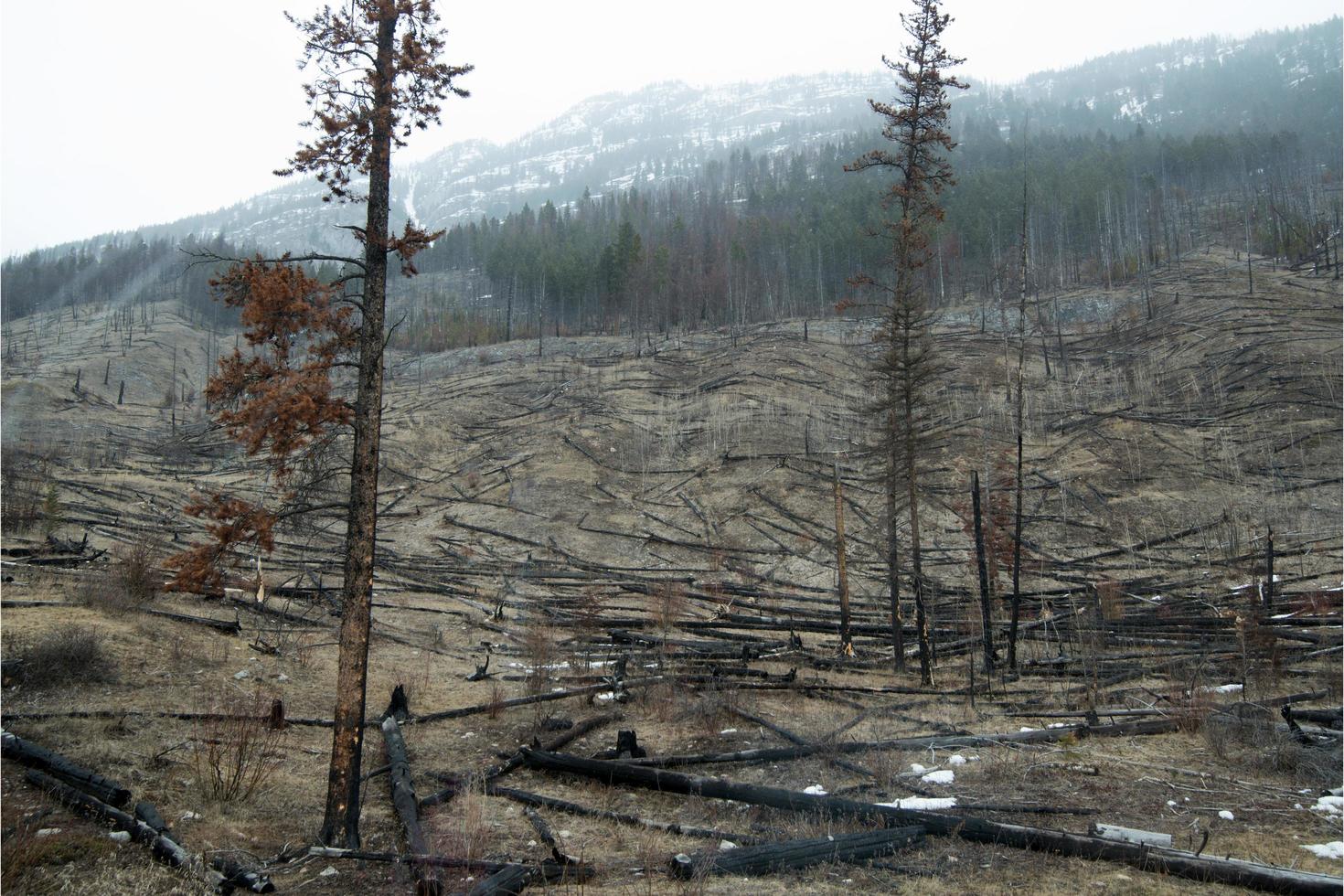 landskap av ett skogsområde efter en brand, döda träd. berg med snö i bakgrunden. alberta, Kanada foto