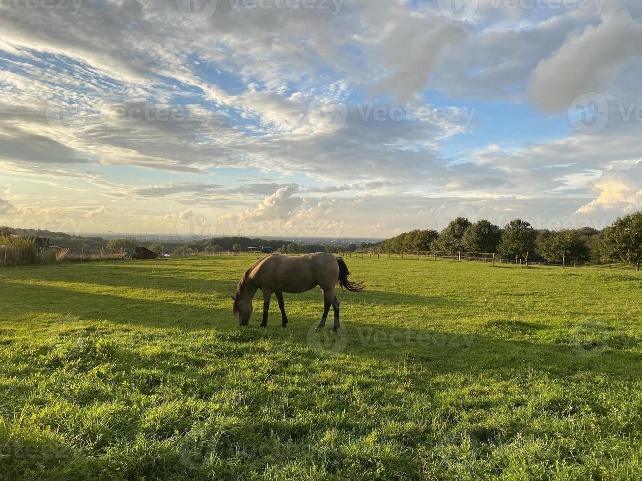 landsbygden landskap med häst på grön gräsmatta foto