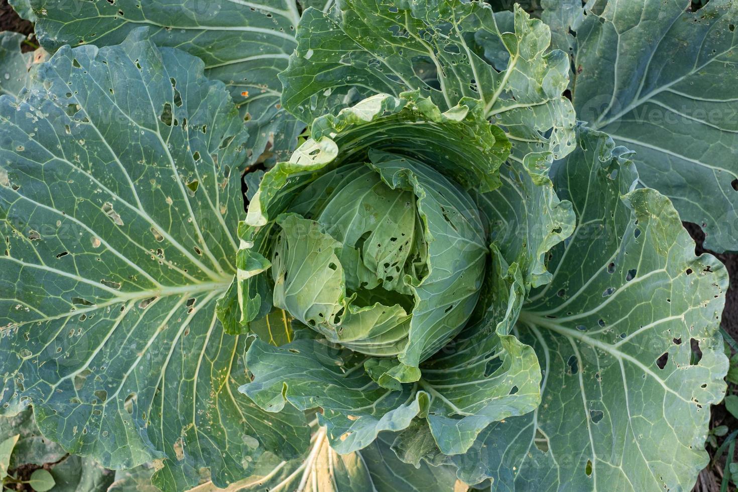 foto ovanifrån närbild av kål med håliga blad gnagda av skadedjur