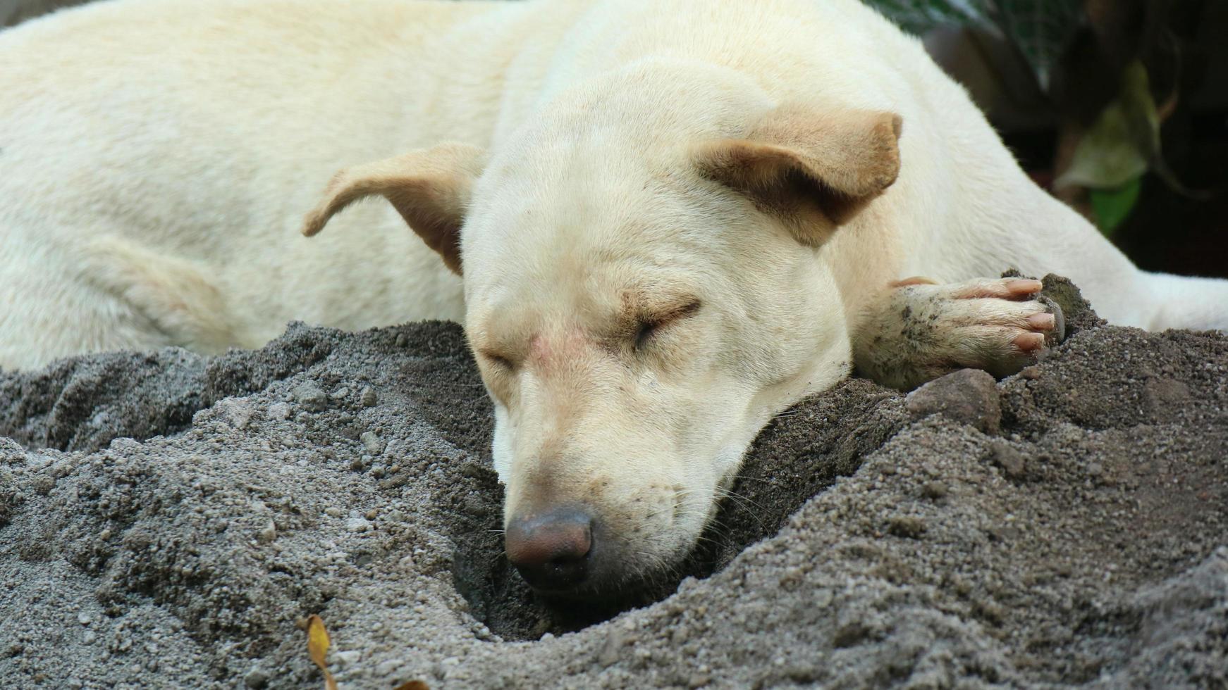 en hund som gillar att sova på sanden under dagen foto