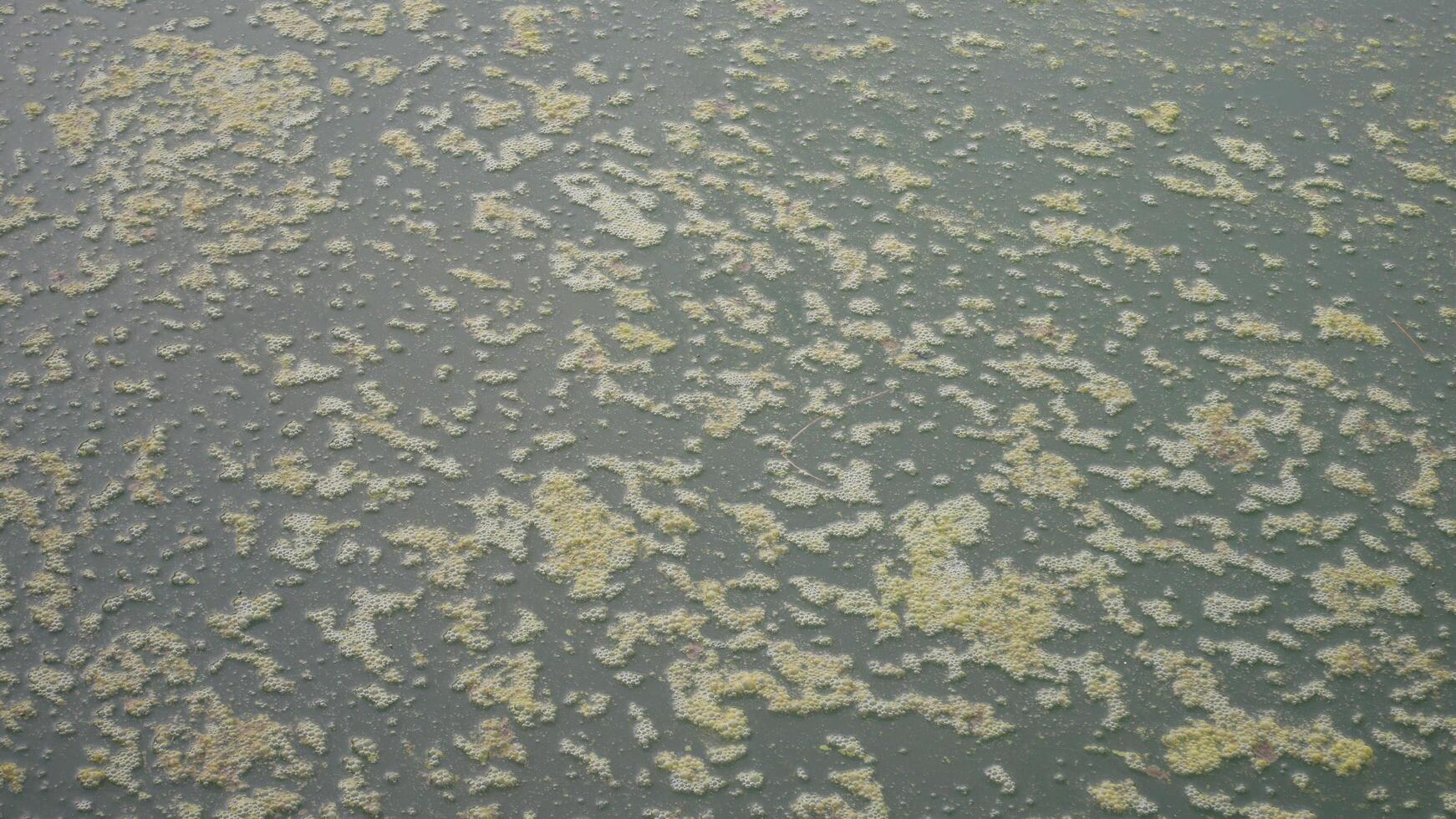 närbild av en flod full av alger foto