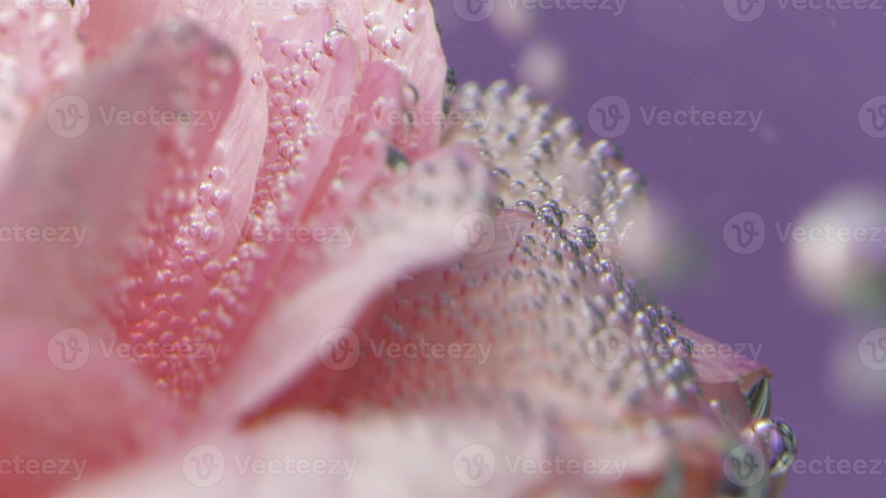 kreativ skytte av en flower.stock footage.bright kronblad med små droppar av vatten som är skott mycket stänga. foto