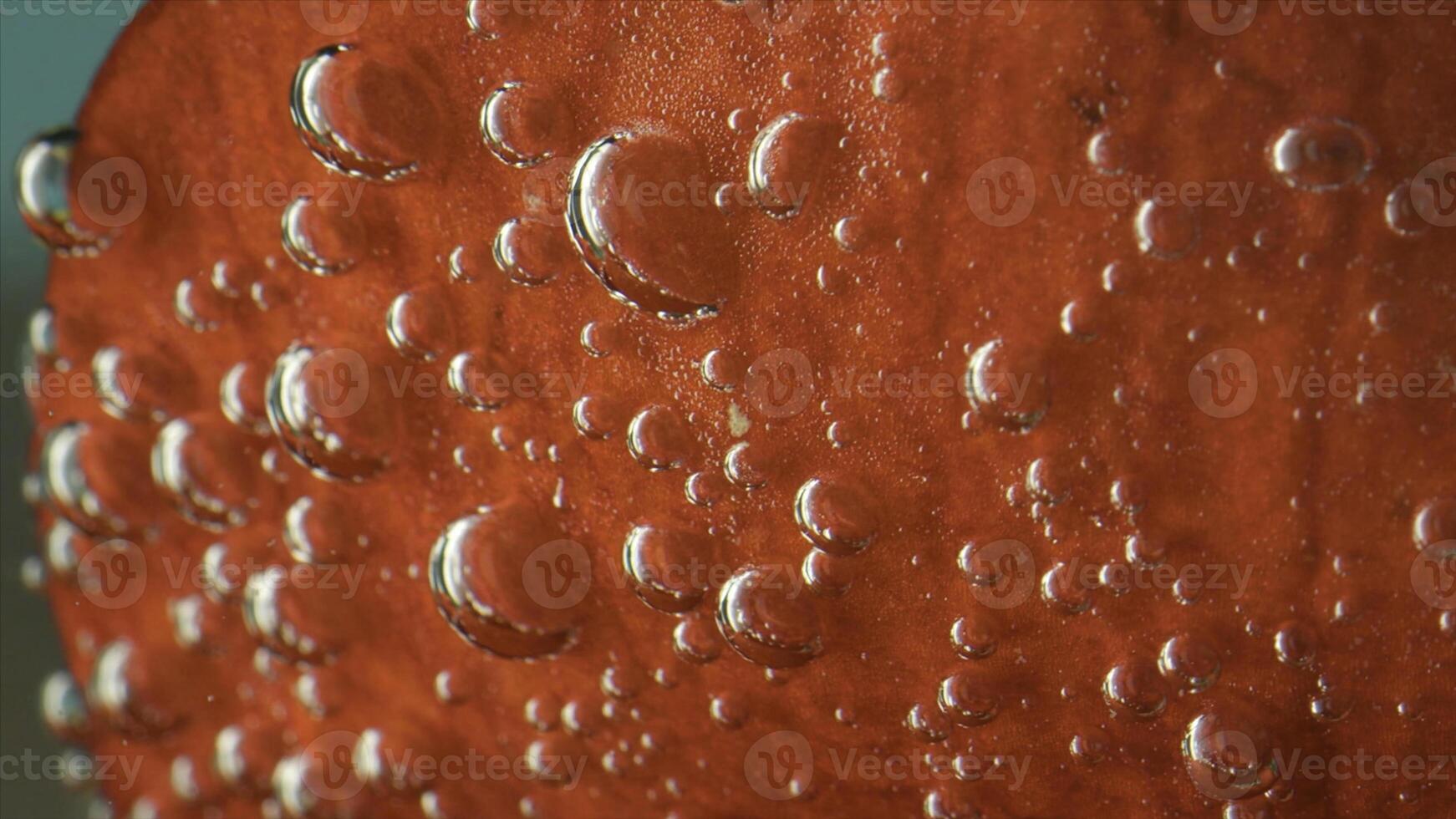 närbild av bubblor på kronblad i vatten. stock antal fot. stor under vattnet bubblor på röd kronblad. bubblor under vatten på objekt foto