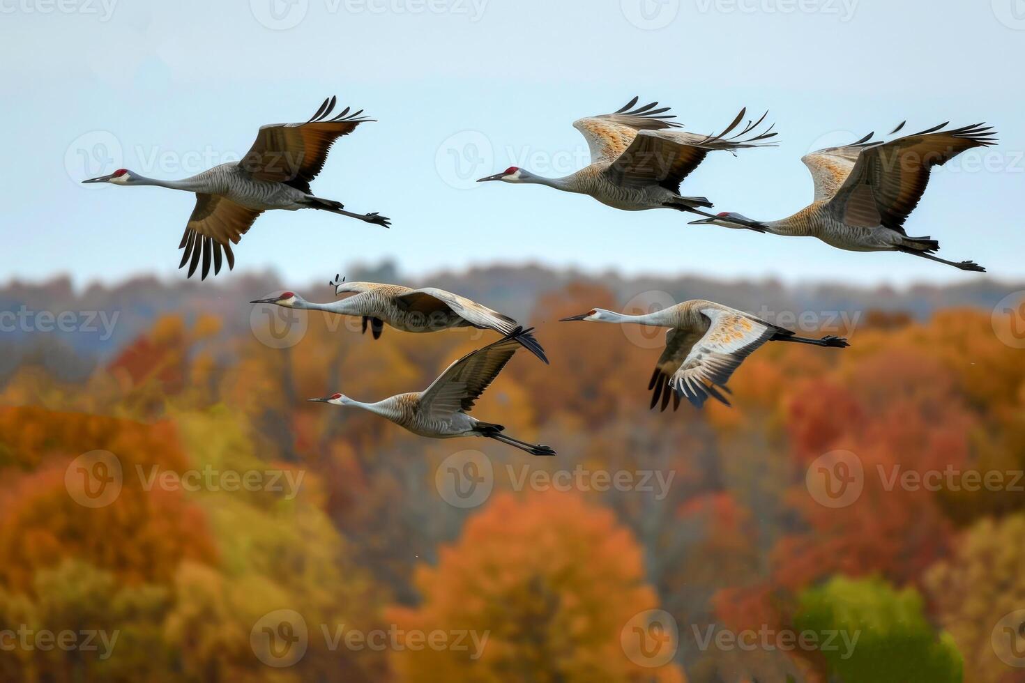 ai genererad en flock av sandbacke kranar under deras falla migration. ai generativ foto