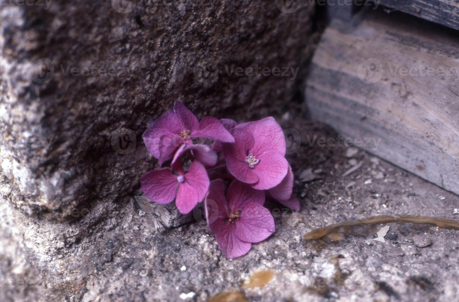 en små lila blomma är Sammanträde på de jord foto