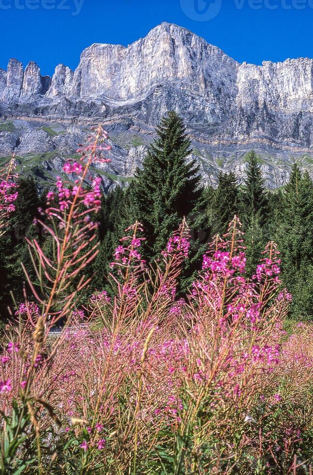 en fält av rosa blommor i främre av en berg foto