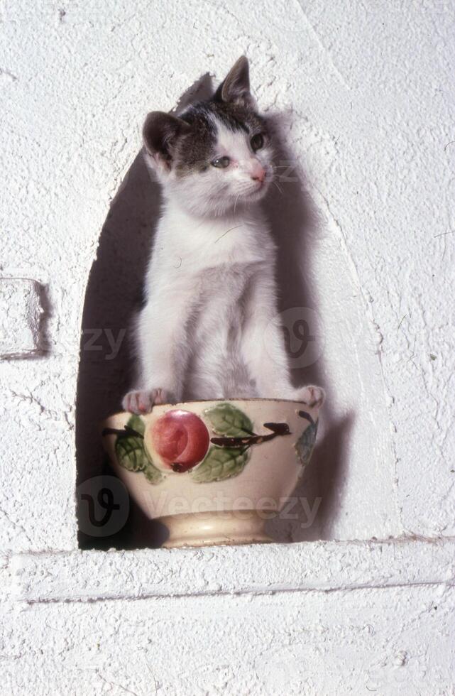en vit kattunge Sammanträde i en skål foto