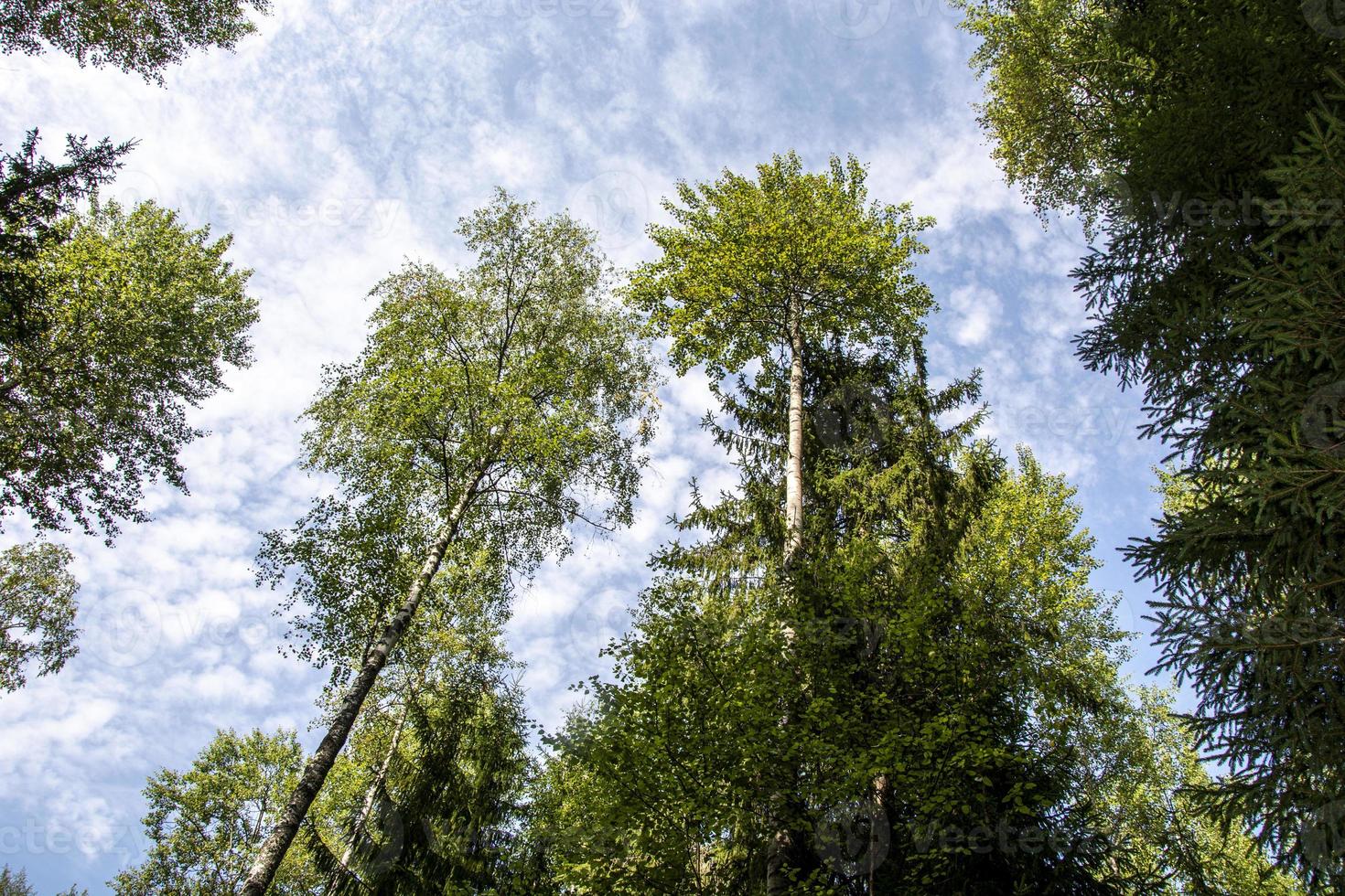 toppen av träden mot himlen. höga trädstammar i skogen. foto