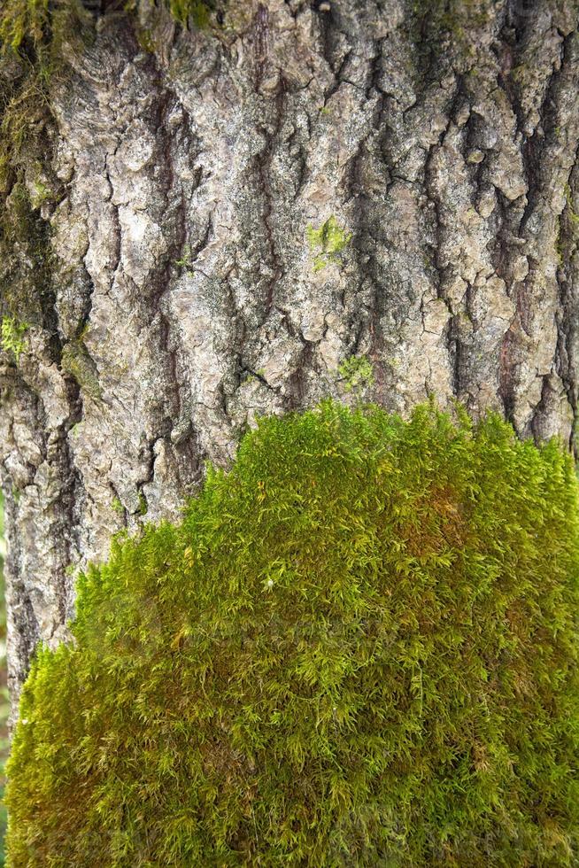 mossa på en trädstam. trädets bark är övervuxen med grön mossa. foto