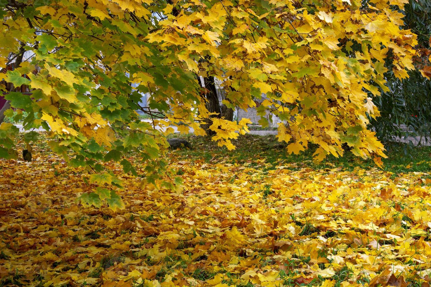 parkera på hösten. träd i gult lövverk. lönnlöv fallna under fötterna. foto