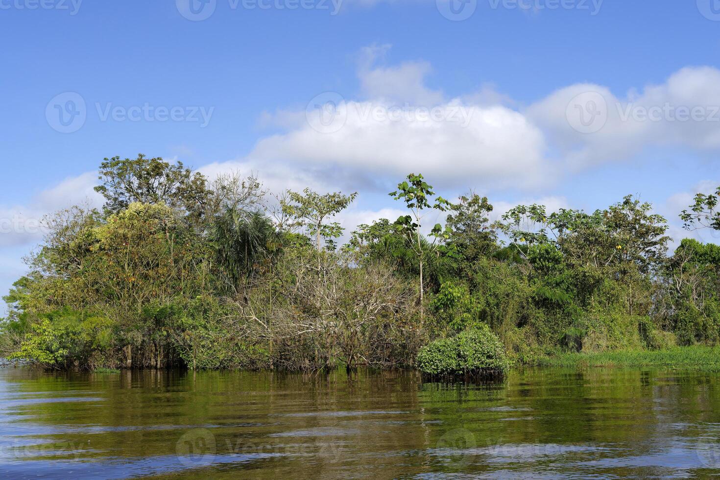 översvämmad skog, amazonas stat, Brasilien foto